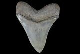 Serrated, Fossil Megalodon Tooth - Georgia #76499-2